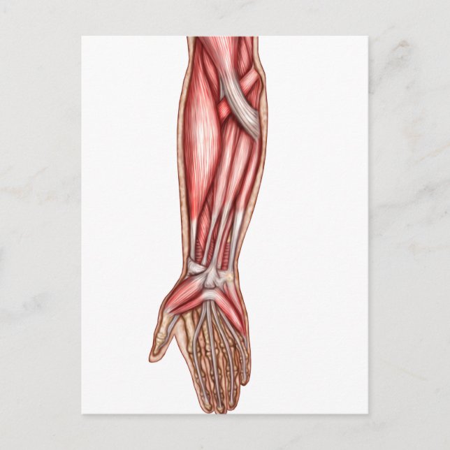 Anatomy Of Human Forearm Muscles 2 Postcard (Front)