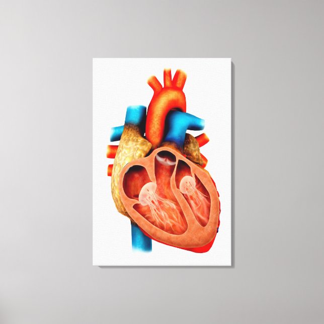 Anatomy Of Human Heart, Cross Section Canvas Print (Front)