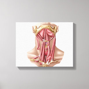 Anatomy Of Human Hyoid Bone And Neck Muscles Canvas Print
