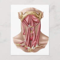 Anatomy Of Human Hyoid Bone And Neck Muscles