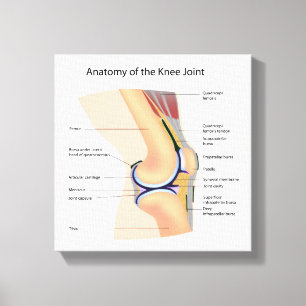 Anatomy of human knee joint canvas print