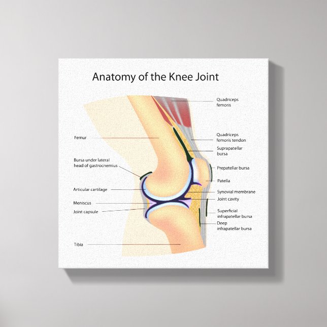 Anatomy of human knee joint canvas print (Front)