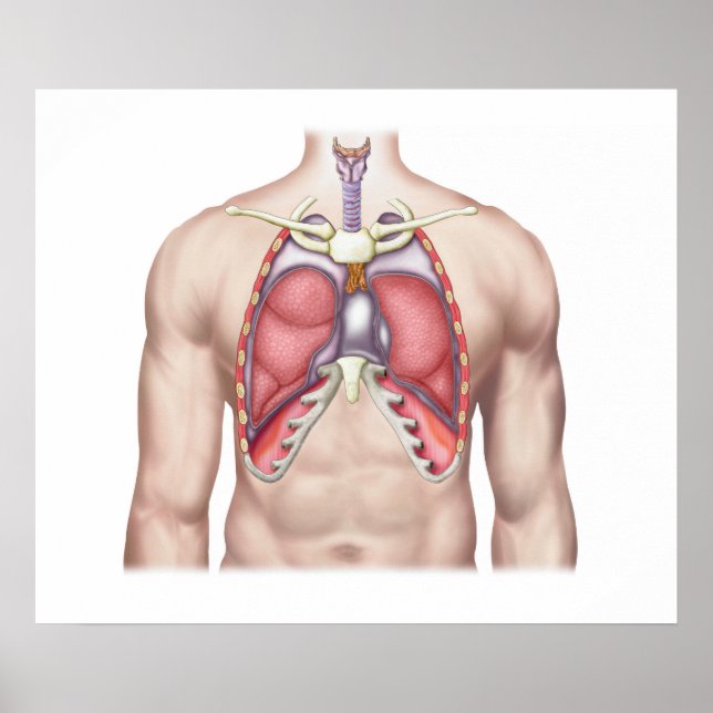 Anatomy Of Human Lungs In Situ Poster (Front)