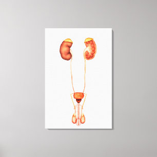 Anatomy Of Human Male Urinary System, Front View Canvas Print