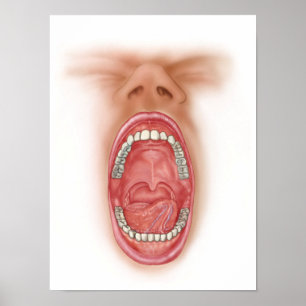 Anatomy Of Human Mouth Cavity Poster