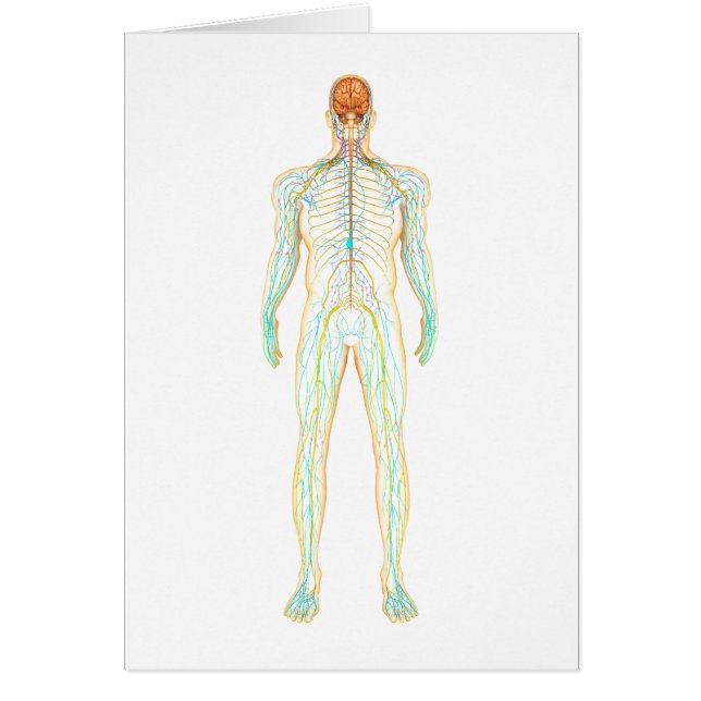 Anatomy Of Human Nervous And Lymphatic System (Front)