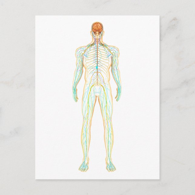 Anatomy Of Human Nervous And Lymphatic System Postcard (Front)