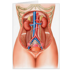 Anatomy Of Human Organs