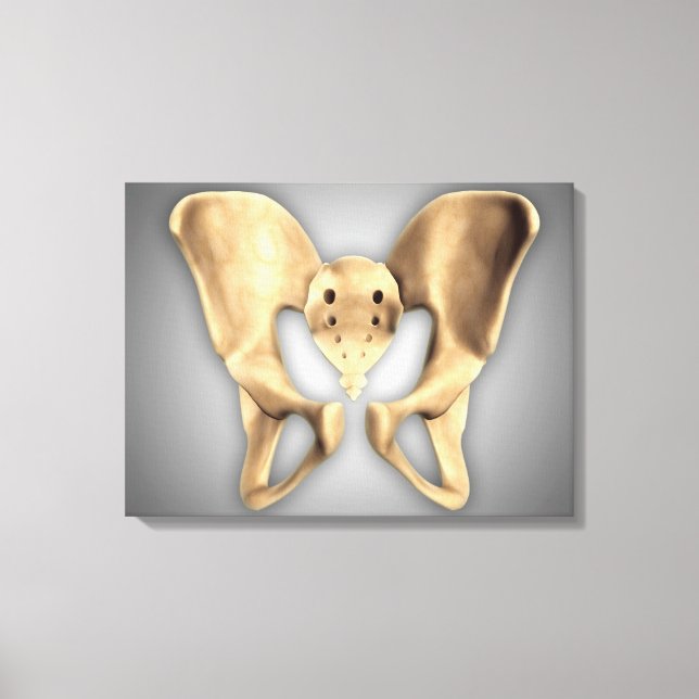 Anatomy Of Human Pelvic Bone 2 Canvas Print (Front)