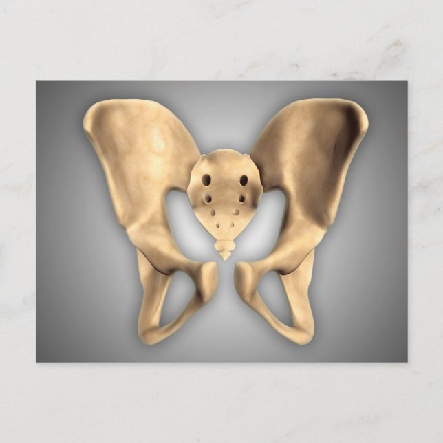 Anatomy Of Human Pelvic Bone 2 Postcard (Front)