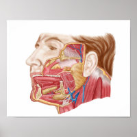 Anatomy Of Human Salivary Glands