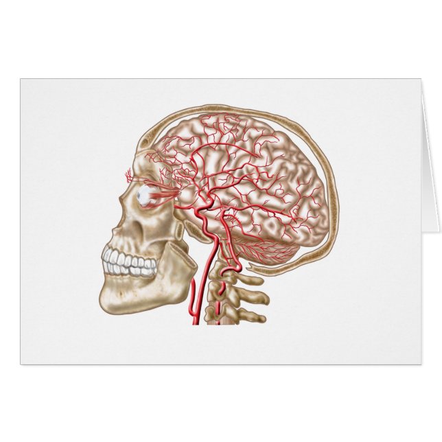Anatomy Of Human Skull, Eyeball And Arteries (Front Horizontal)