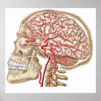 Anatomy Of Human Skull, Eyeball And Arteries
