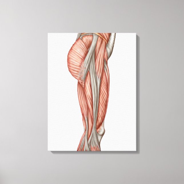 Anatomy Of Human Thigh Muscles, Anterior View Canvas Print (Front)