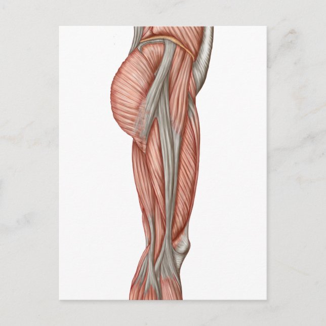 Anatomy Of Human Thigh Muscles, Anterior View Postcard (Front)