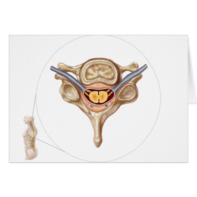 Anatomy Of Human Vertebra (Front Horizontal)