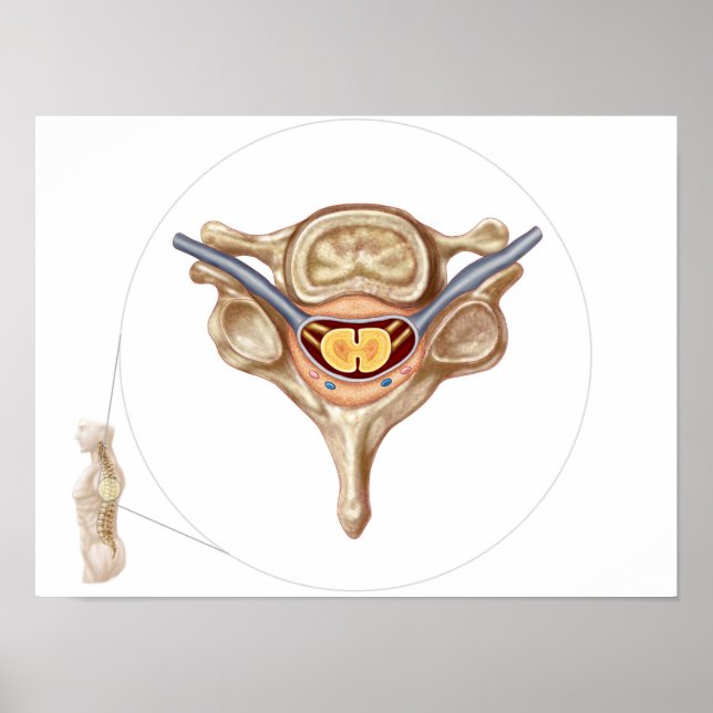 Anatomy Of Human Vertebra Poster (Front)
