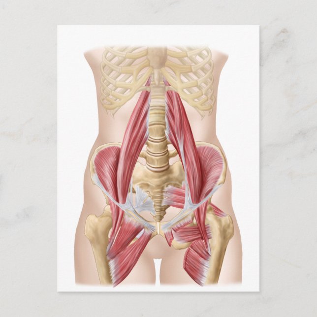 Anatomy Of Iliopsoa, The Dorsal Hip Muscles Postcard (Front)