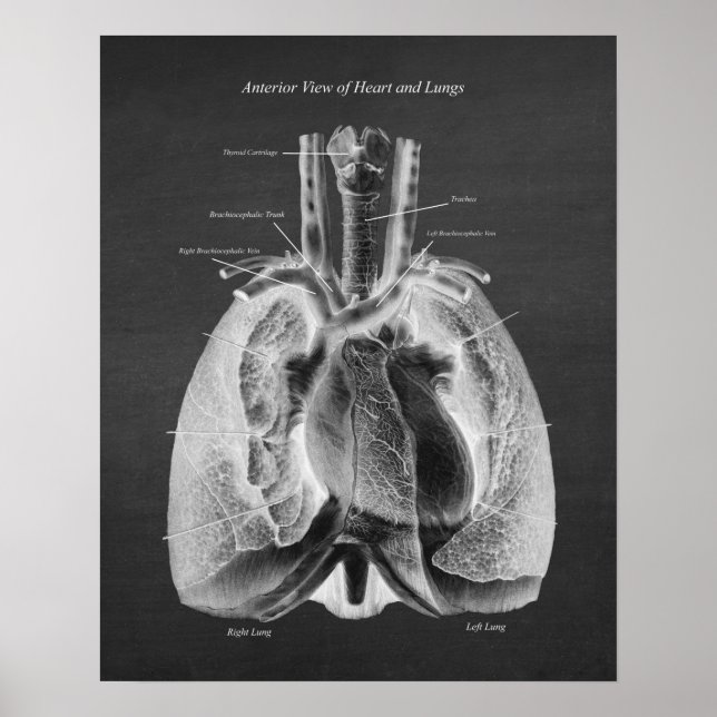Anatomy of Lungs Heart Anterior View Poster (Front)