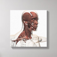 Anatomy Of Male Facial And Neck Muscles, Front