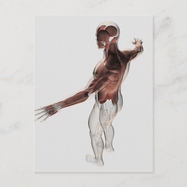 Anatomy Of Male Muscles In Upper Body 2 Postcard (Front)