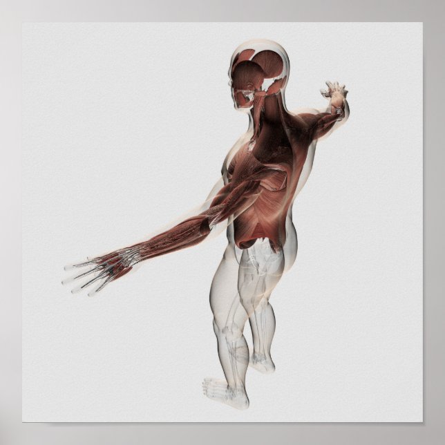 Anatomy Of Male Muscles In Upper Body 2 Poster (Front)