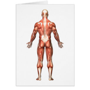Anatomy Of Male Muscular System, Back View