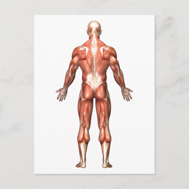 Anatomy Of Male Muscular System, Back View Postcard (Front)
