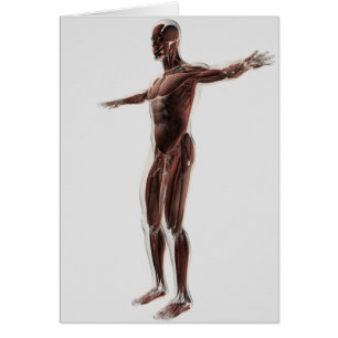 Anatomy Of Male Muscular System, Side View 2