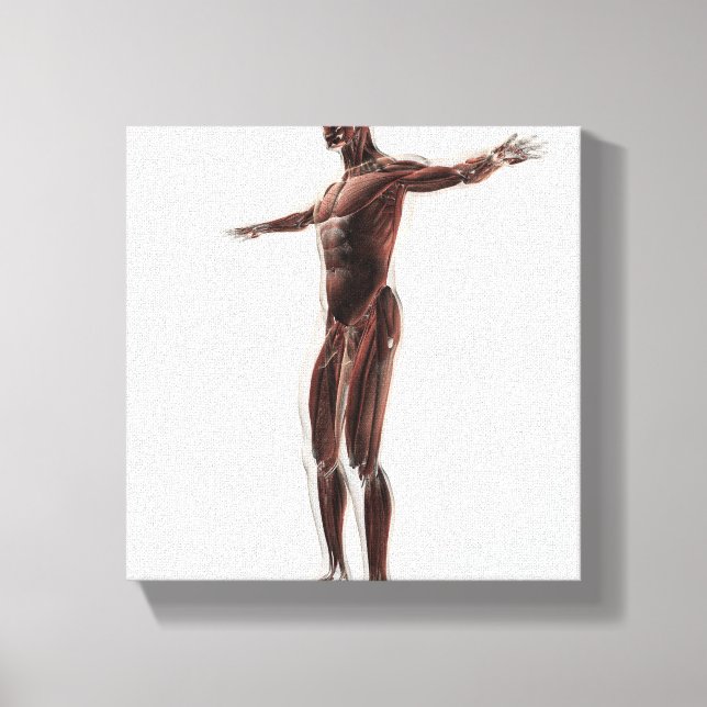 Anatomy Of Male Muscular System, Side View 2 Canvas Print (Front)