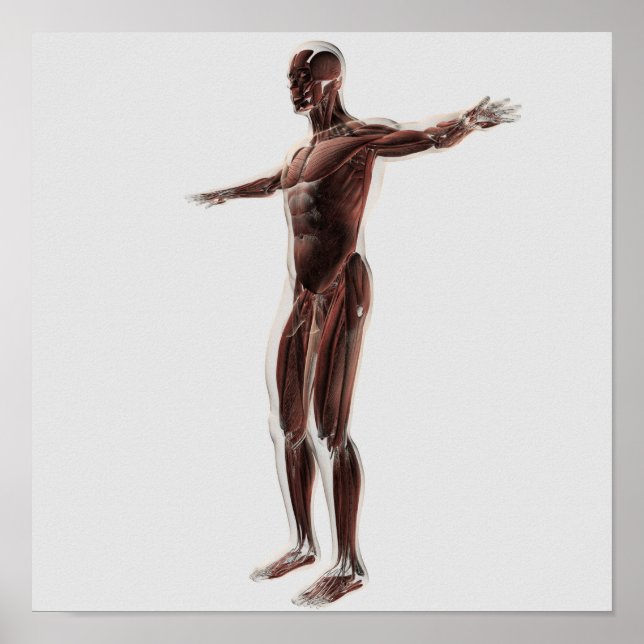 Anatomy Of Male Muscular System, Side View 2 Poster (Front)