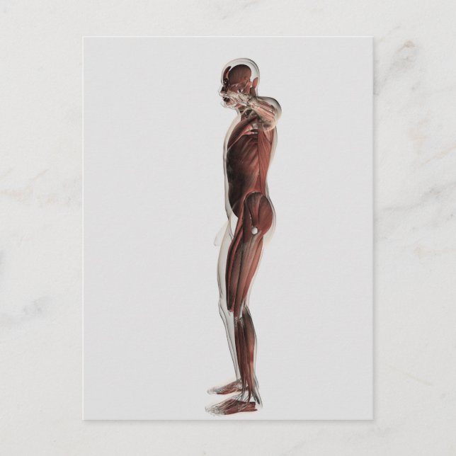 Anatomy Of Male Muscular System, Side View 3 Postcard (Front)
