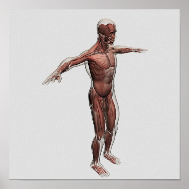 Anatomy Of Male Muscular System, Side View 4 Poster (Front)