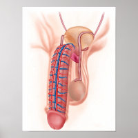 Anatomy Of Male Reproductive Organs