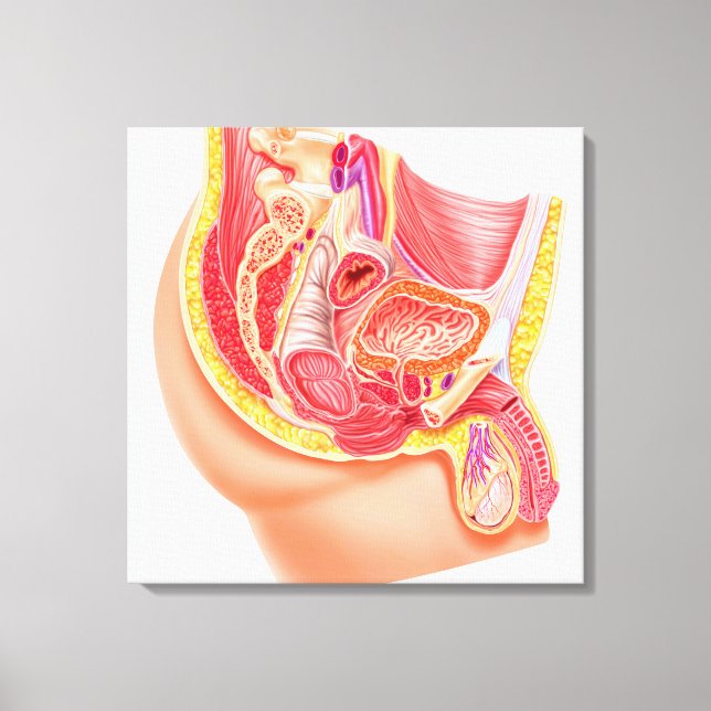 Anatomy Of Male Reproductive System Canvas Print (Front)