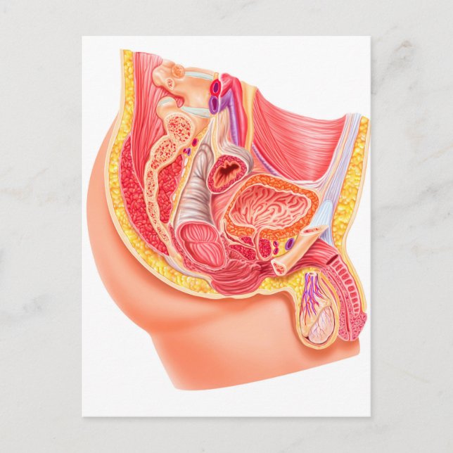 Anatomy Of Male Reproductive System Postcard (Front)