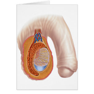 Anatomy Of Male Testis