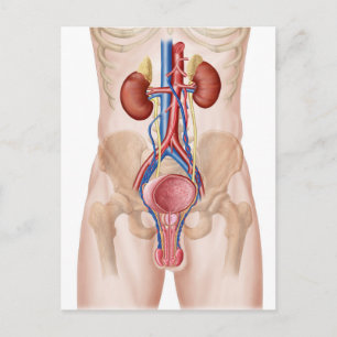 Anatomy Of Male Urinary System Postcard