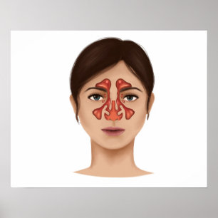 Anatomy Of Nasal Sinuses Poster