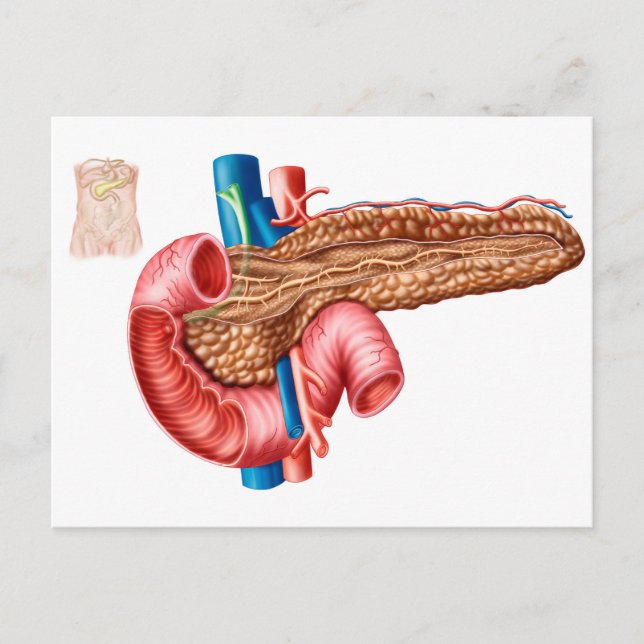 Anatomy Of Pancreas Postcard (Front)