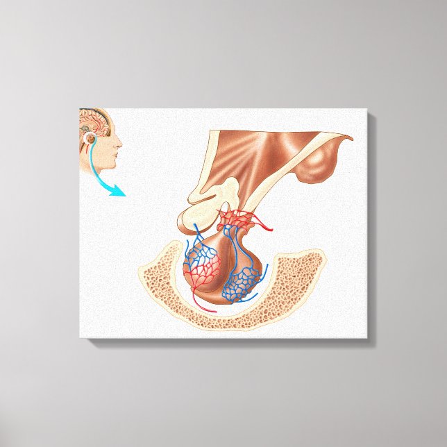 Anatomy Of Pituitary Gland Canvas Print (Front)