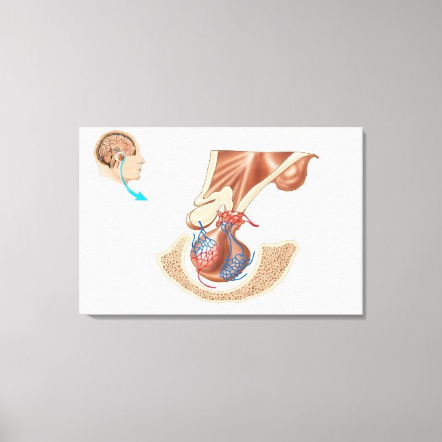 Anatomy Of Pituitary Gland Canvas Print (Front)