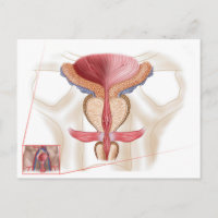 Anatomy Of Prostate Gland