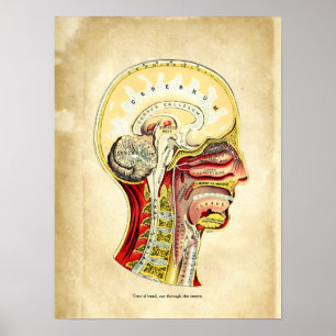 Anatomy of the Brain Poster