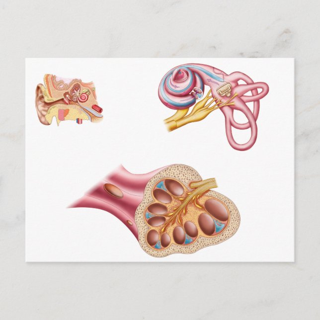 Anatomy Of The Cochlear Duct In The Human Ear Postcard (Front)
