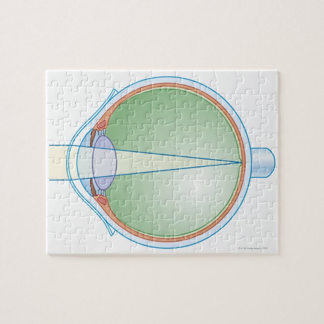 Anatomy of the Eye Jigsaw Puzzle (Horizontal)