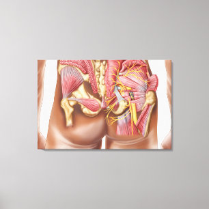 Anatomy Of The Gluteal Muscles In Buttocks Canvas Print