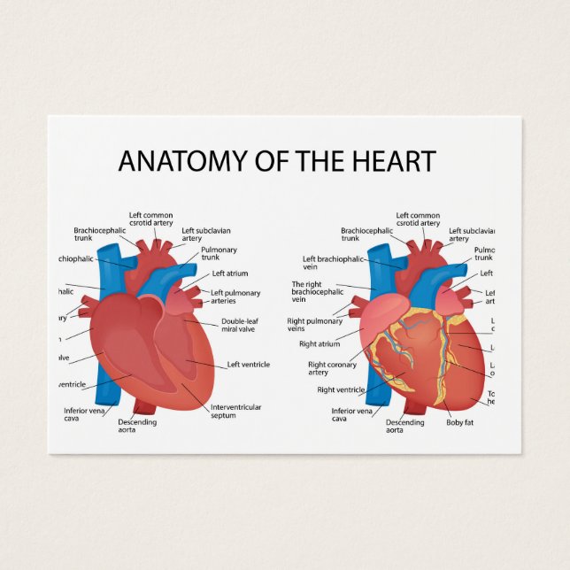 Anatomy of the heart (Front)