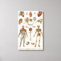 Anatomy of The Human Body