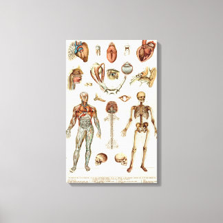 Anatomy of The Human Body Canvas Print